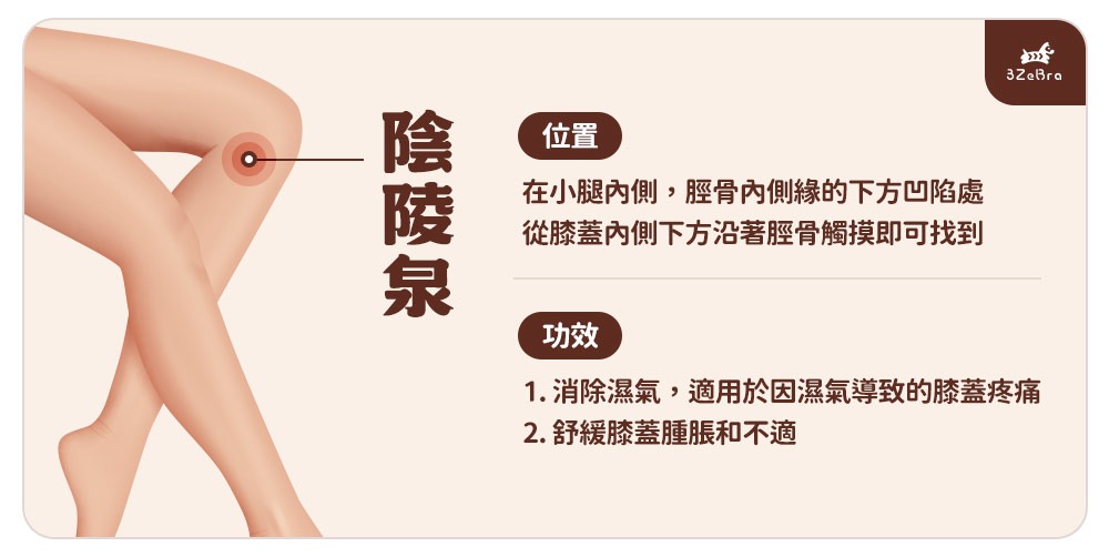 血海穴在哪裡？圖解位置＋6大功效與正確按摩手法，膝蓋保養必看