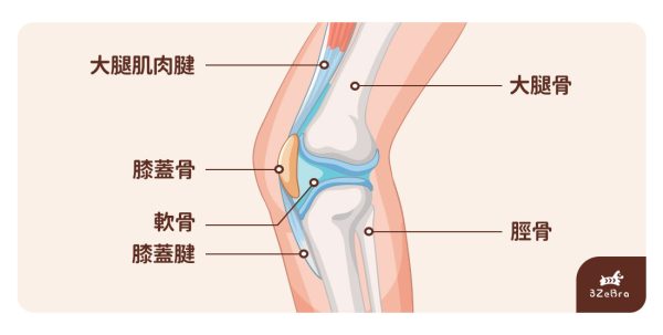 膝蓋構造圖