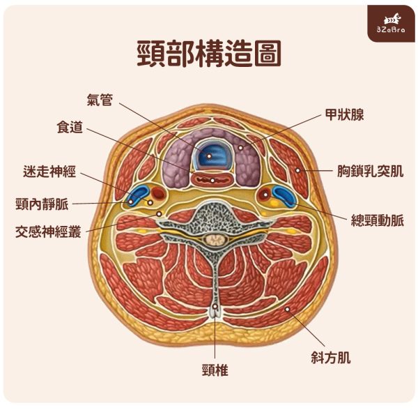 頸部構造圖