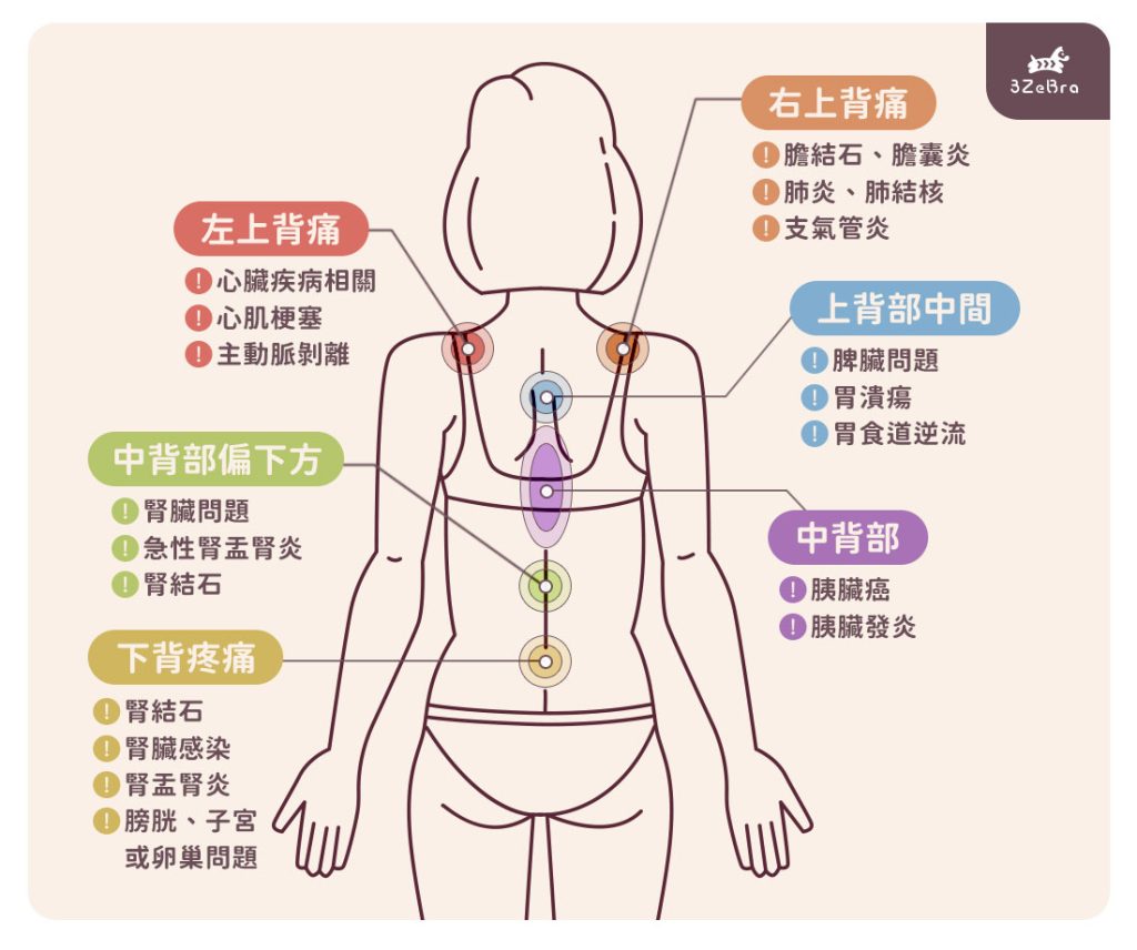 背痛和內臟有關嗎